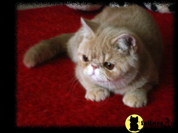 Cream Tabby exotics boy. Show q. CFA reg. PKD DNA neg.