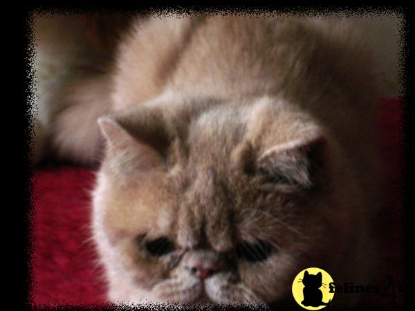 Cream Spotted Tabby exotics boy Show/Breeder CFA reg.