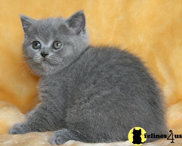Britis Shorthair kittens for sale