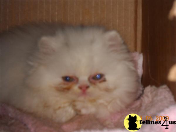 Kittens for Sale in New York