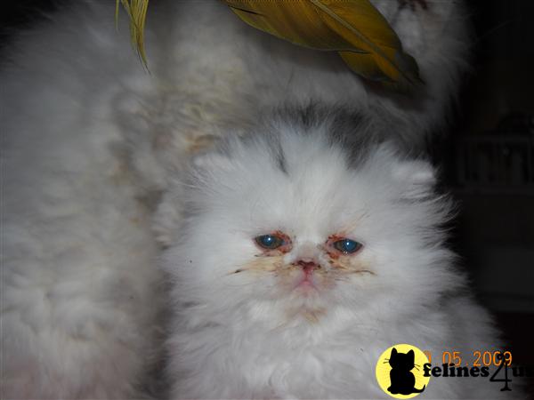 Persian Kittens