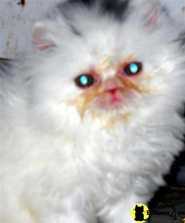 Kittens for Sale in New York