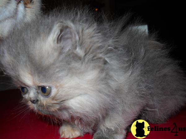 Kittens for Sale in New York