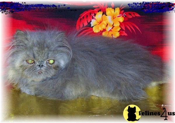 Kittens for Sale in New York