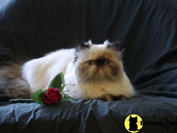 Cats for Sale