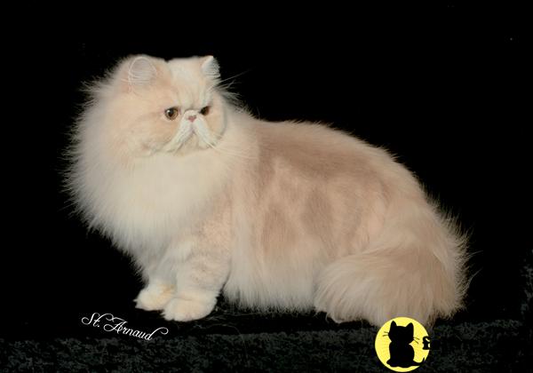 Cats for Sale