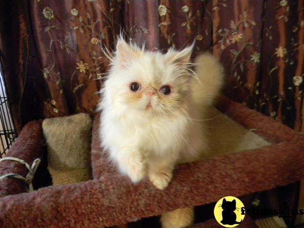 Himalayan Kittens in Florida