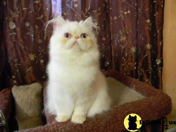 Himalayan Kittens in Florida