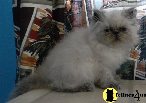 Himalayan Kittens in Florida