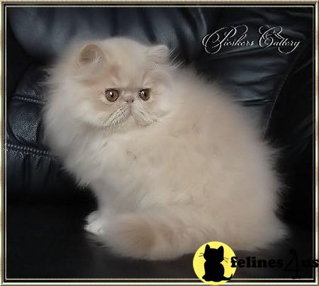 Persian Kittens