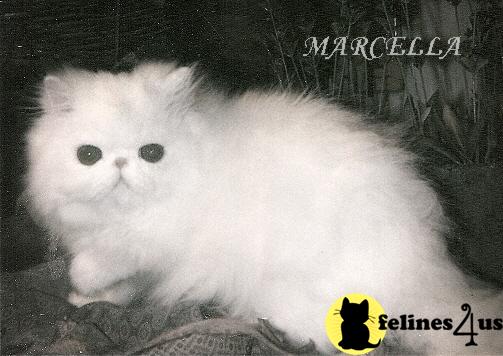 Kittens for Sale in New York