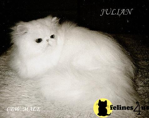 Kittens for Sale in New York