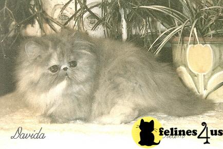 Kittens for Sale in New York
