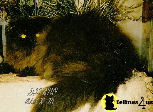 Gorgeous persians for sale  AGES OF CATS   KITTENS VARIES 