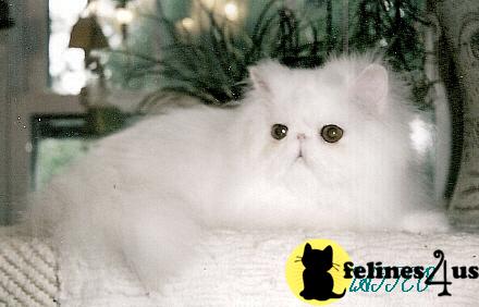 Kittens for Sale in New York