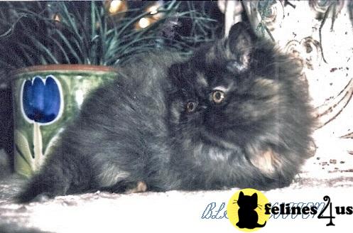 exquisite persian kittens available AGES VARY