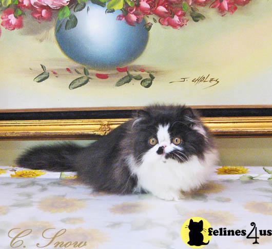 Persian Kittens