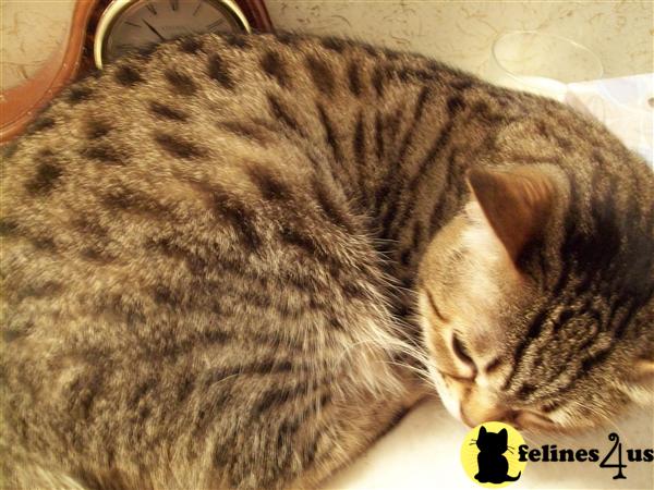 Bengal Rescue