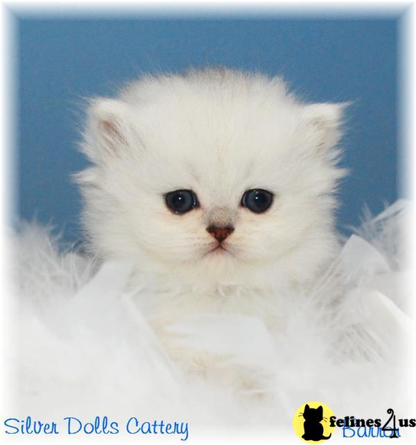 Persian Kitten for Sale Amazing Teacup Persian Kittens 10 Yrs and 2