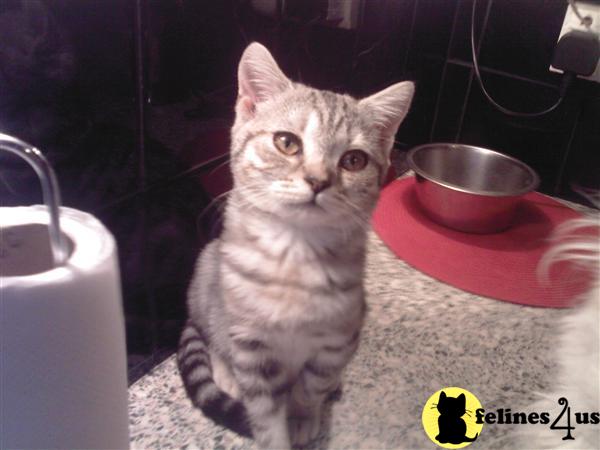 British shorthair female silver tabby