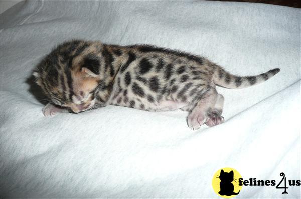 Bengal Kittens in California