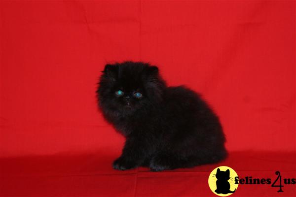 Kittens for Sale in Alabama