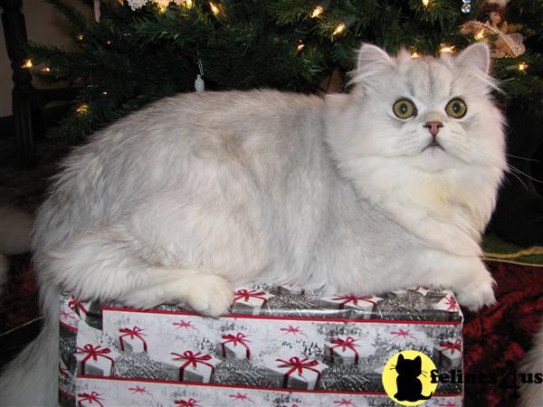 Kittens for Sale in New York
