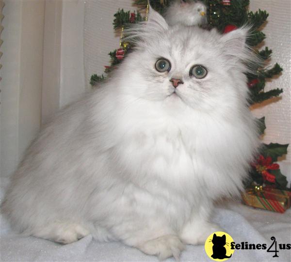 Kittens for Sale in New York