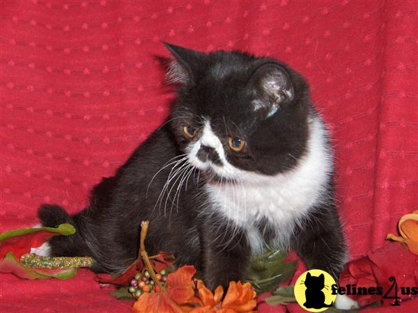 Exotic Shorthair Kittens in Florida