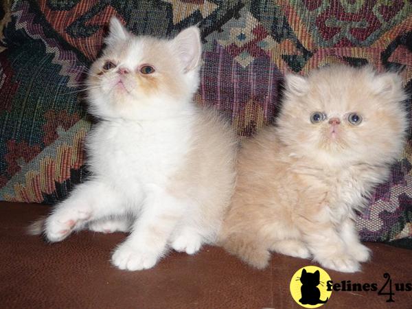 Exotic Shorthair Kittens in Florida