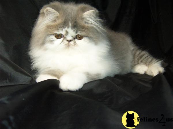 Persian Kittens