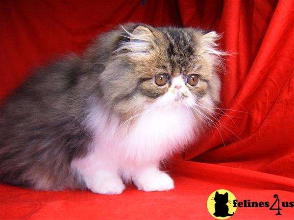 Persian Kittens