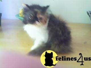Calico Persian kitten