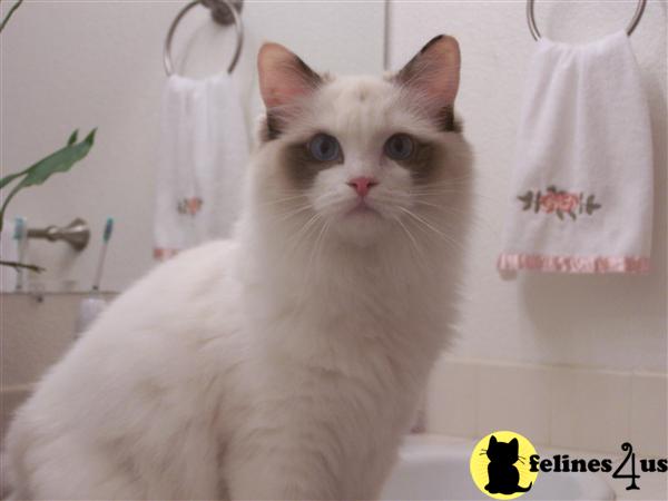 Kittens for Sale in California