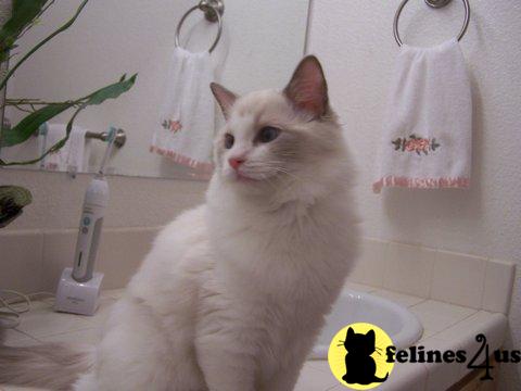 Kittens for Sale in California