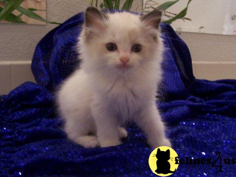 Kittens for Sale in California