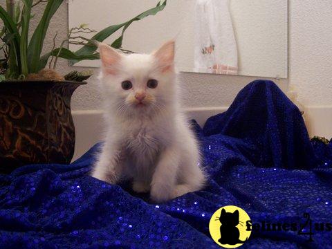 Kittens for Sale in California