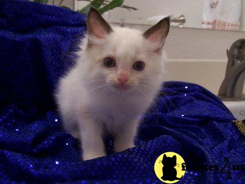 Kittens for Sale in California