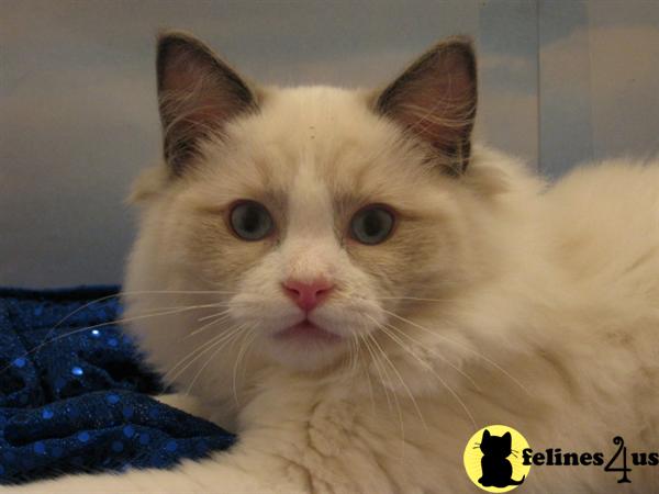 Ragdoll Kittens