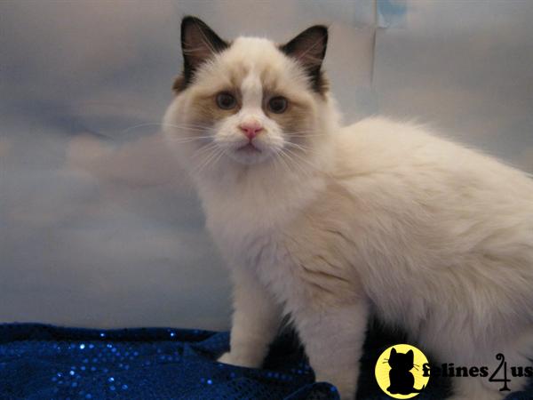Ragdoll Kittens