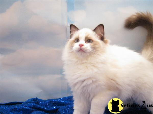 Kittens for Sale in California