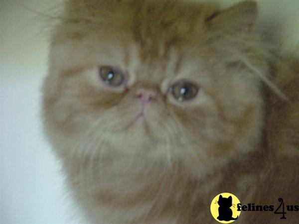 Persian kitten