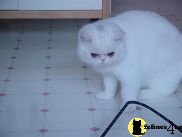 Kitten