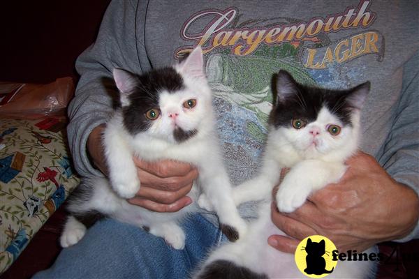 Exotic Shorthair Kittens in Michigan