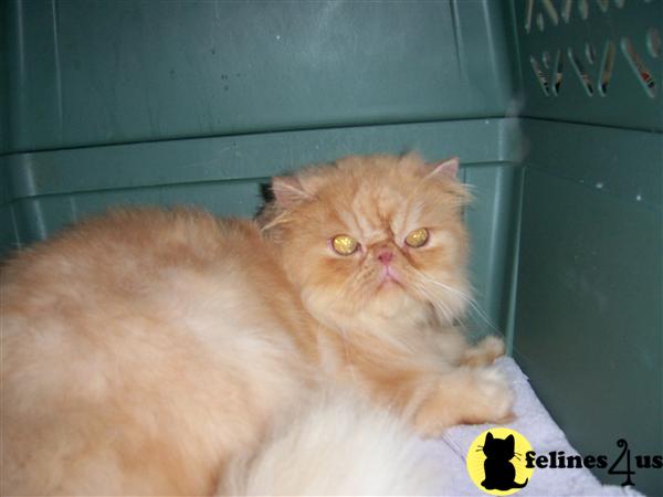 Cats for Sale