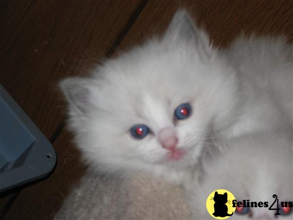 Kittens for Sale in Minnesota