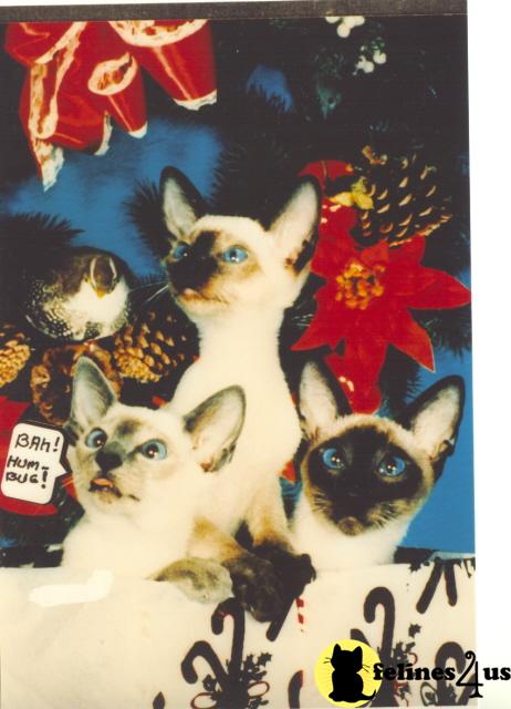Cats for Sale