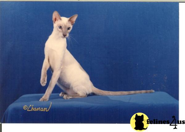SIAMESE  KITTENS  CATS
