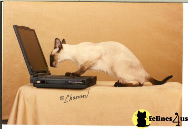 Cats for Sale