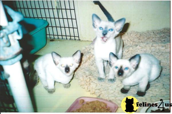 Siamese Kittens